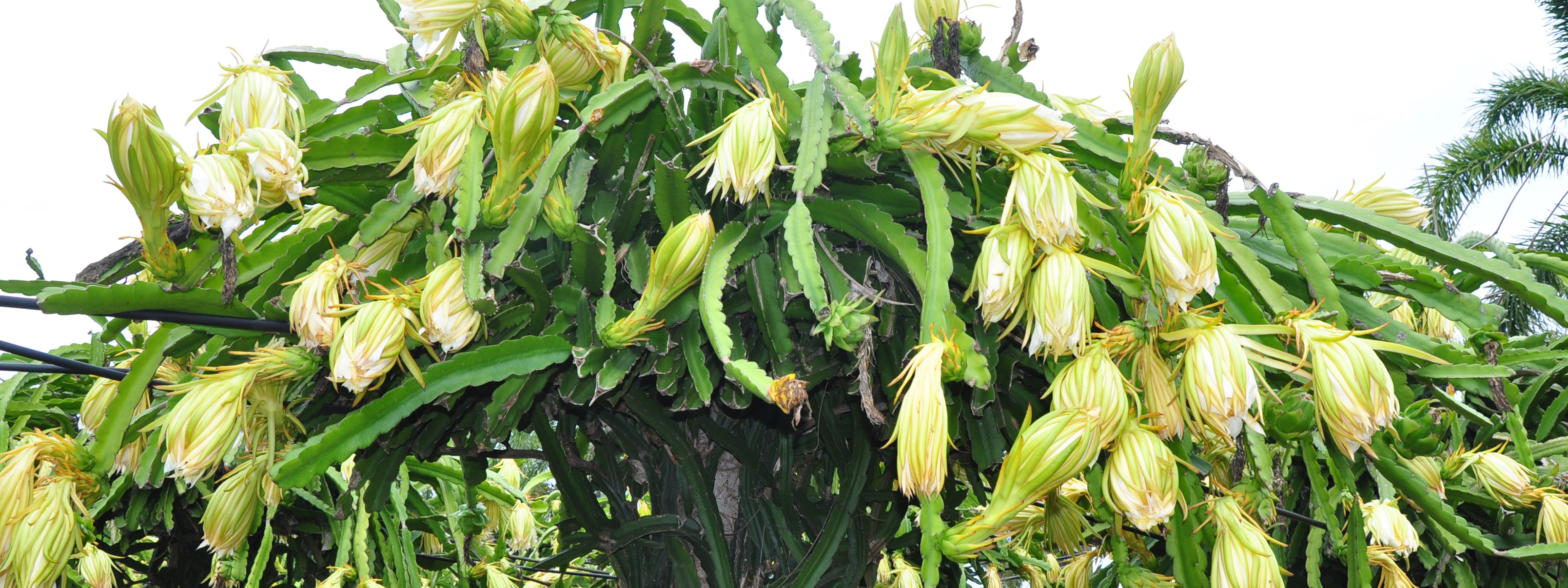 Dragon Fruit Flowering