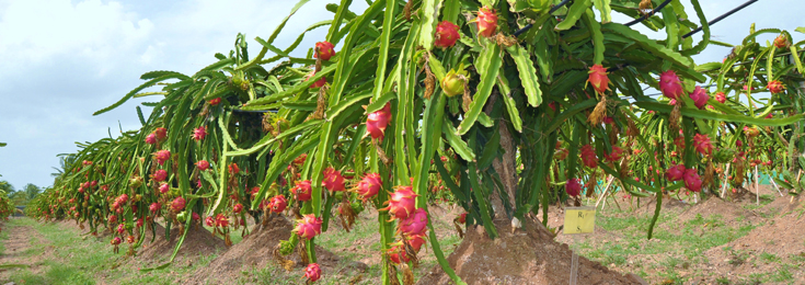 Dragon Fruit